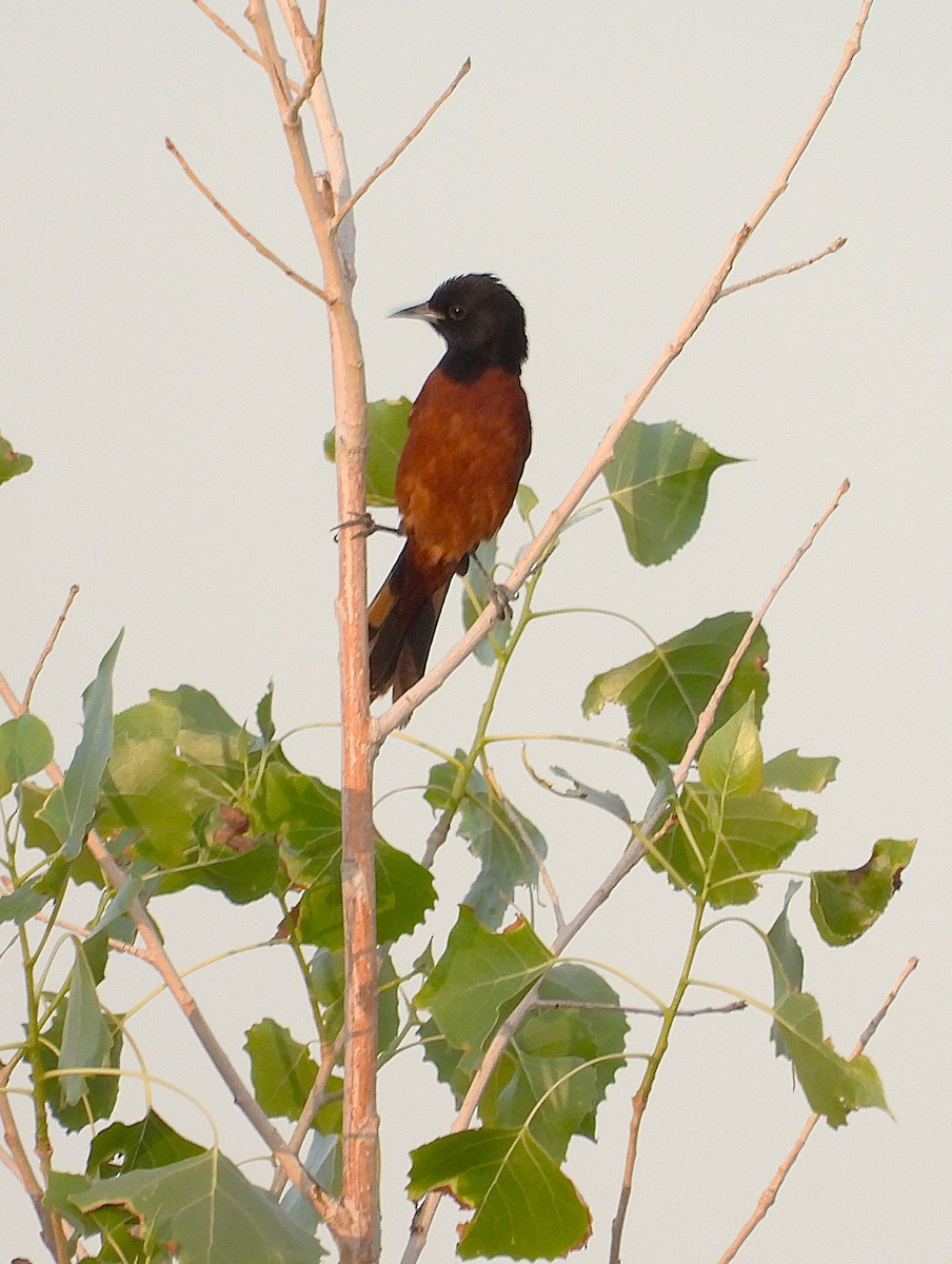 Orchard Oriole - ML620729784
