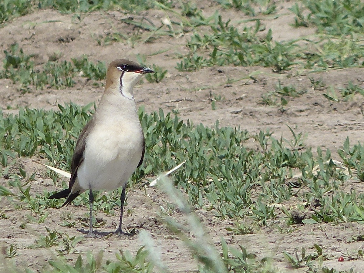 Black-winged Pratincole - ML620729791