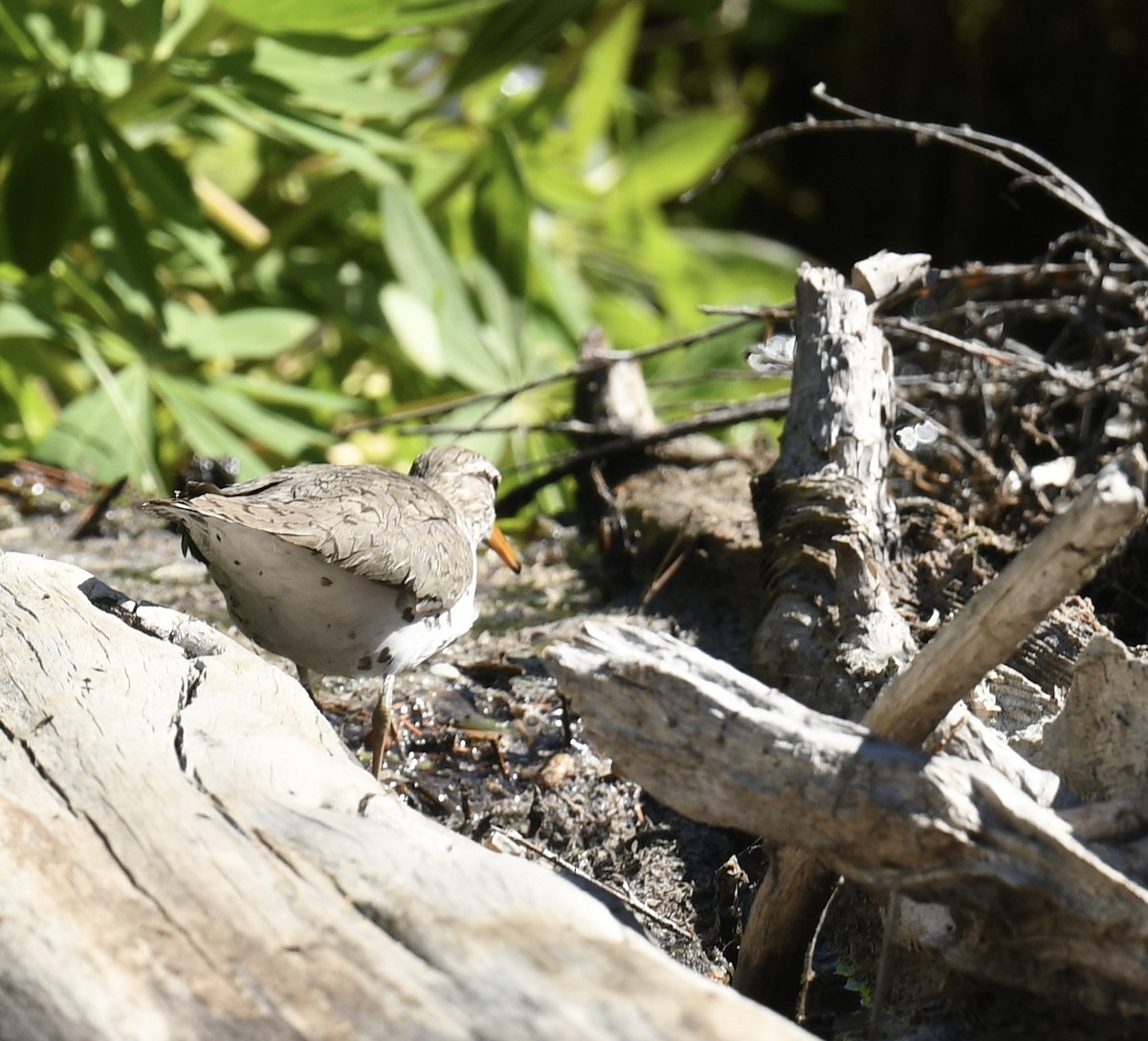 Spotted Sandpiper - ML620729810