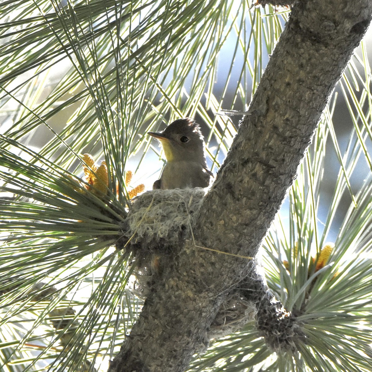 Western Flycatcher - ML620729817