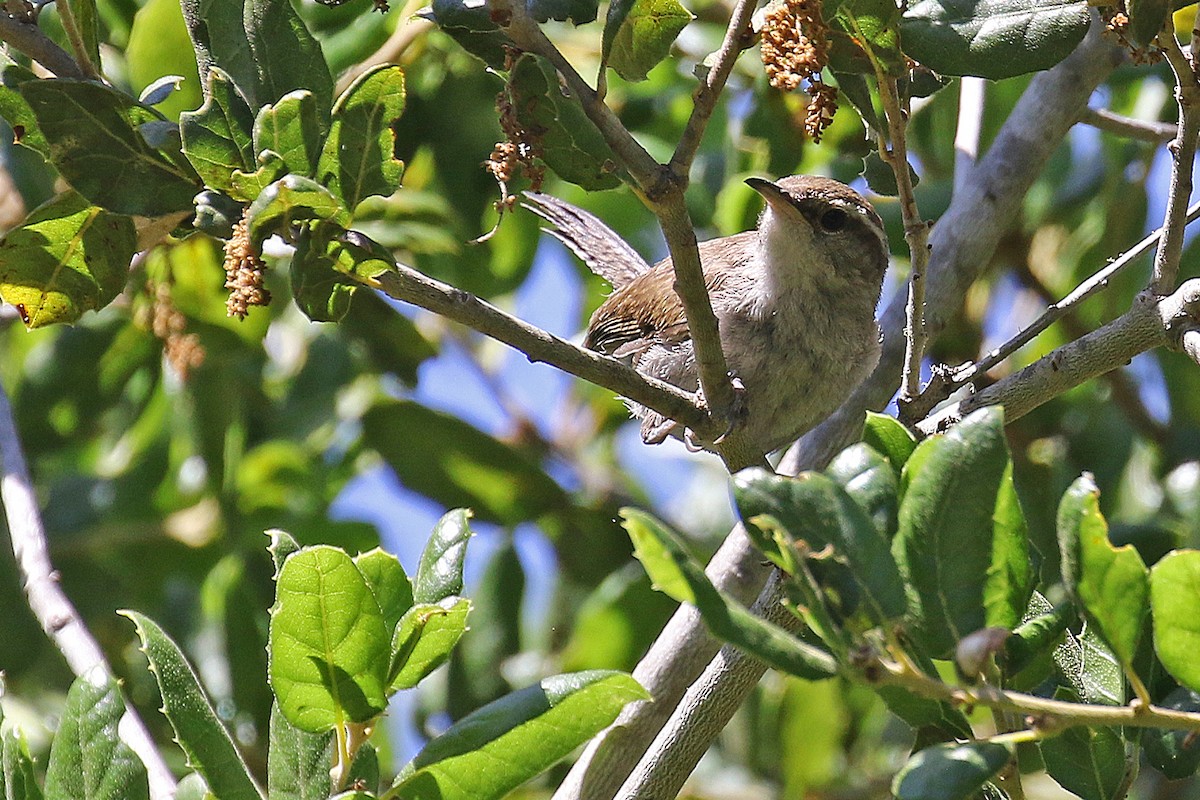 Bewick's Wren - ML620729820