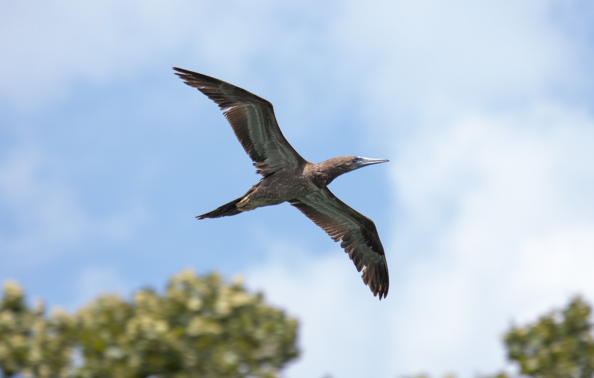 Brown Booby - ML620729833