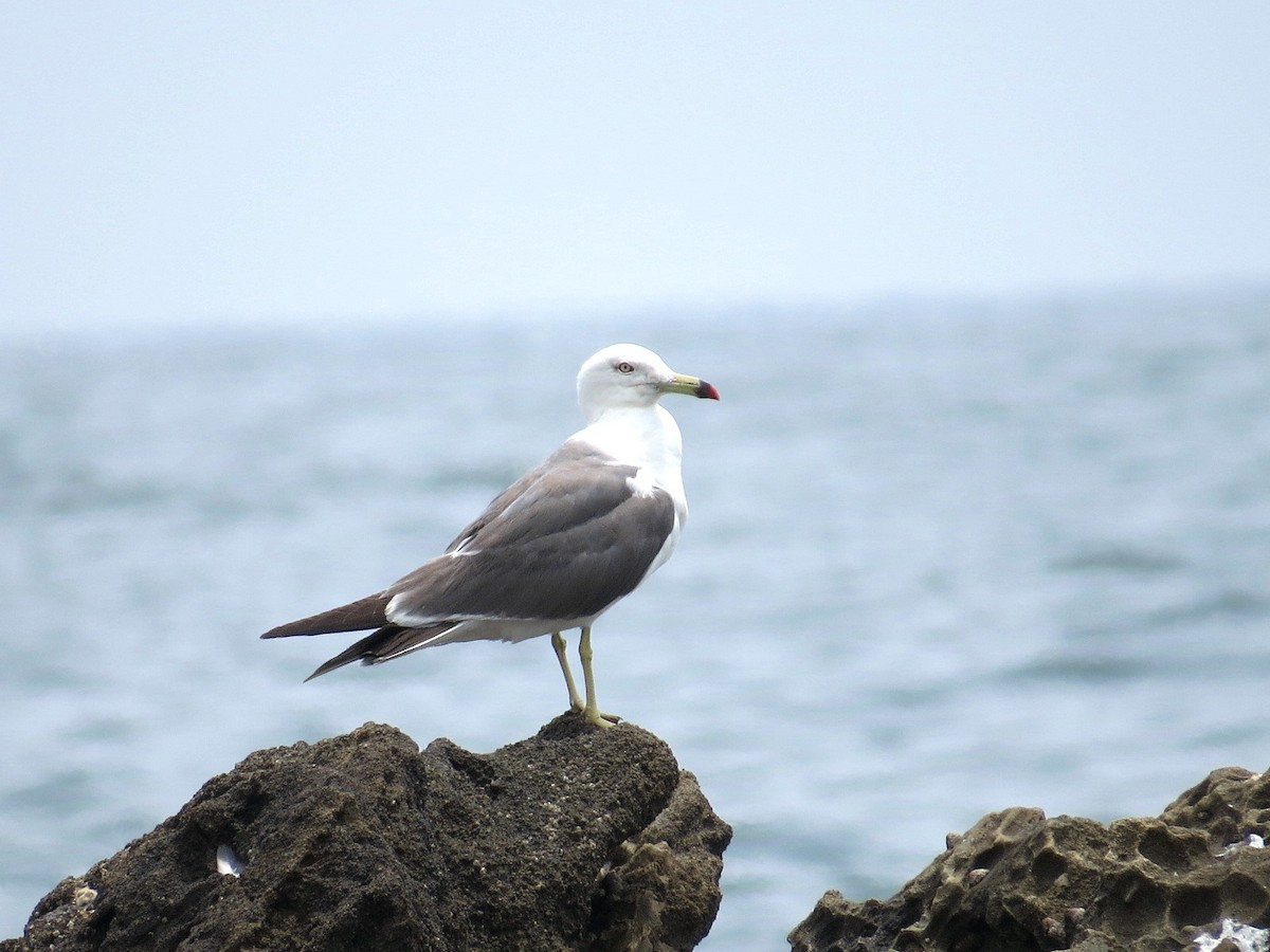 Gaviota Japonesa - ML620729834