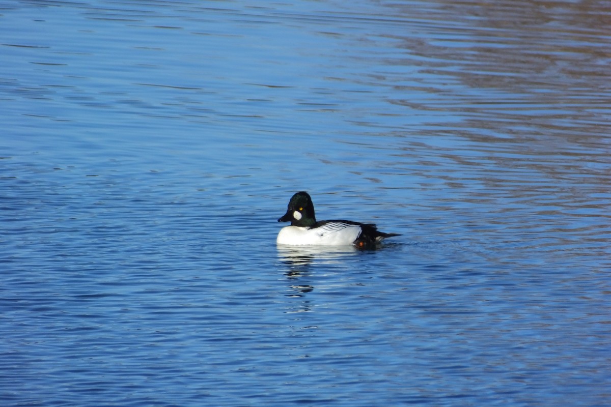 Common Goldeneye - ML620729836