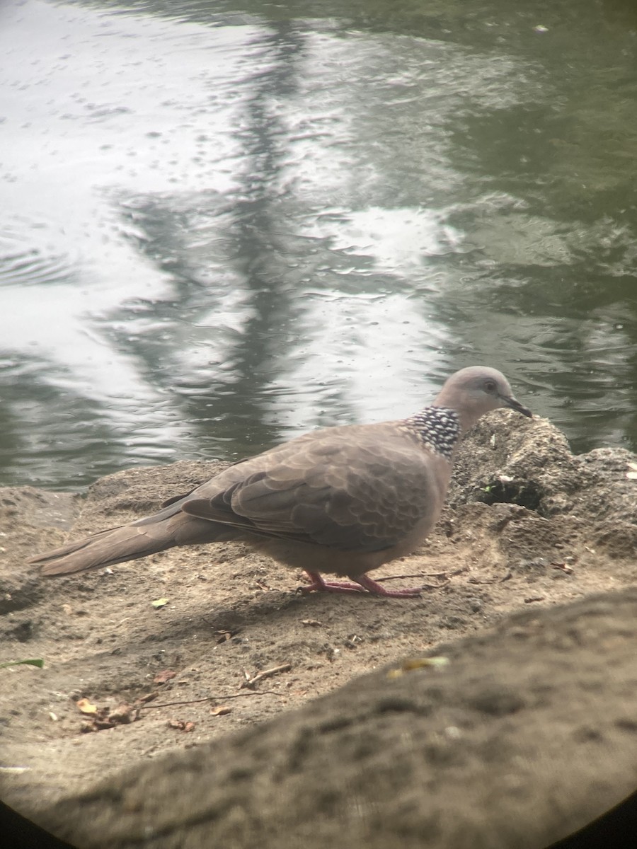 Spotted Dove - ML620729844