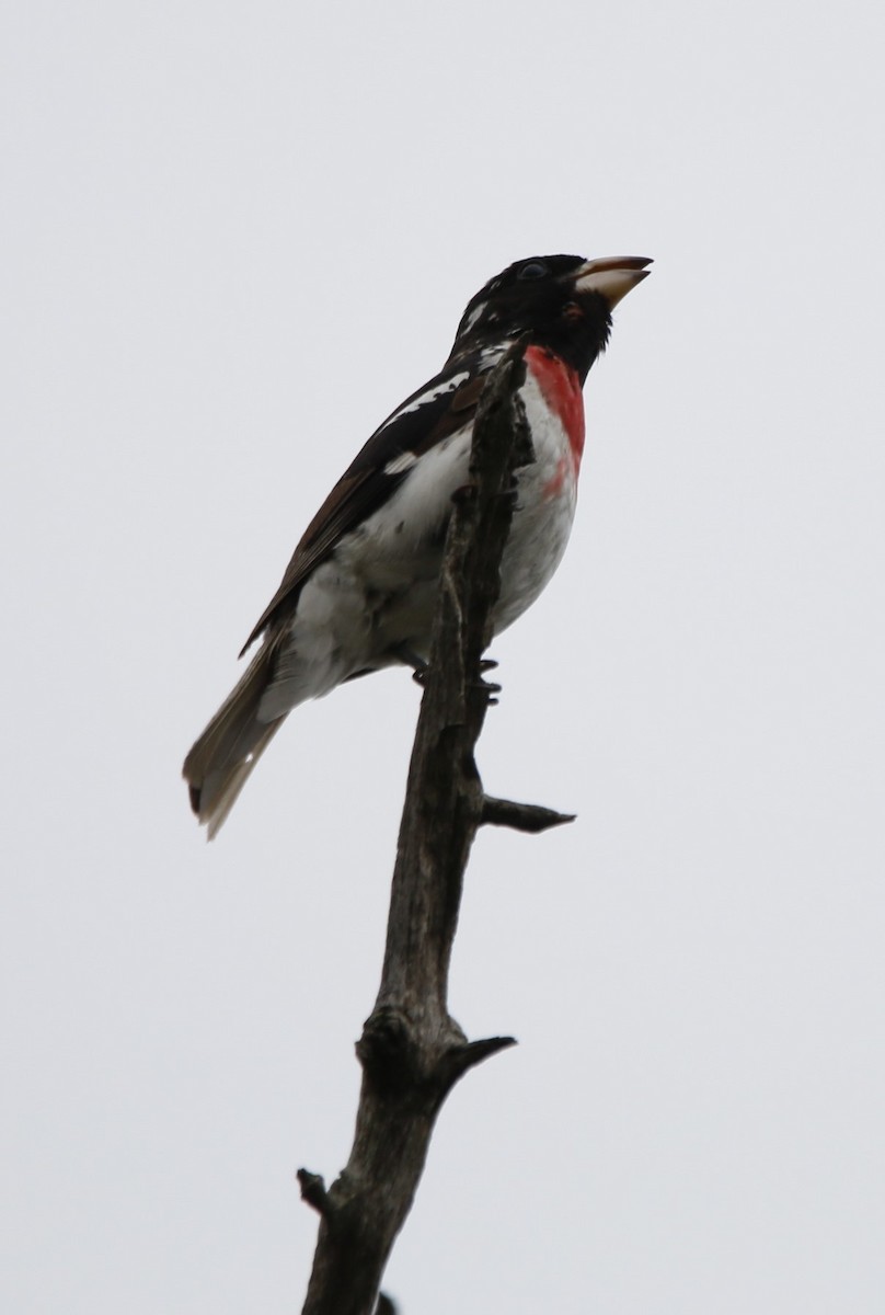 Rose-breasted Grosbeak - Richard Hugel