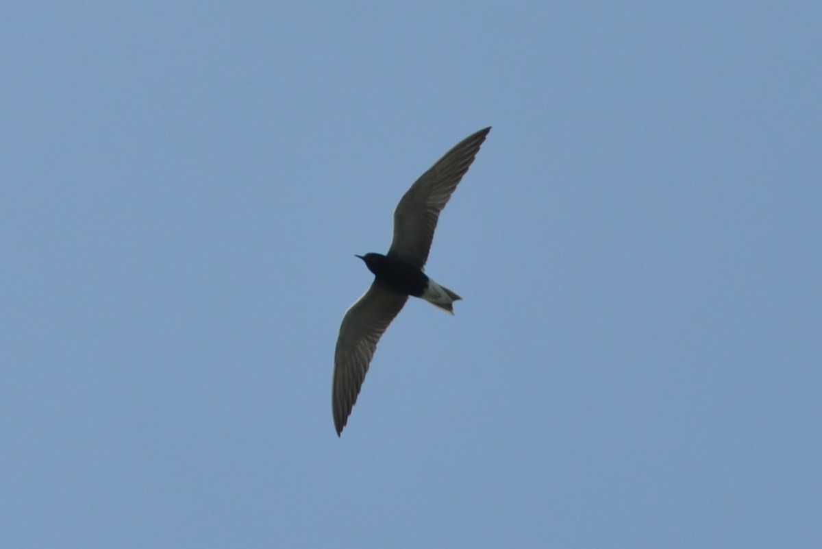 Black Tern - ML620729849