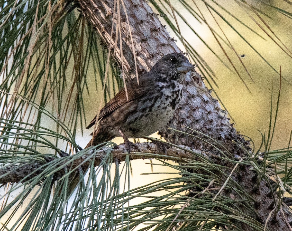 Fox Sparrow (Thick-billed) - ML620729852
