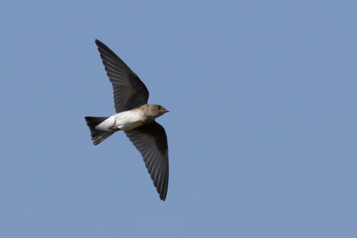 Northern Rough-winged Swallow - Alex Pellegrini