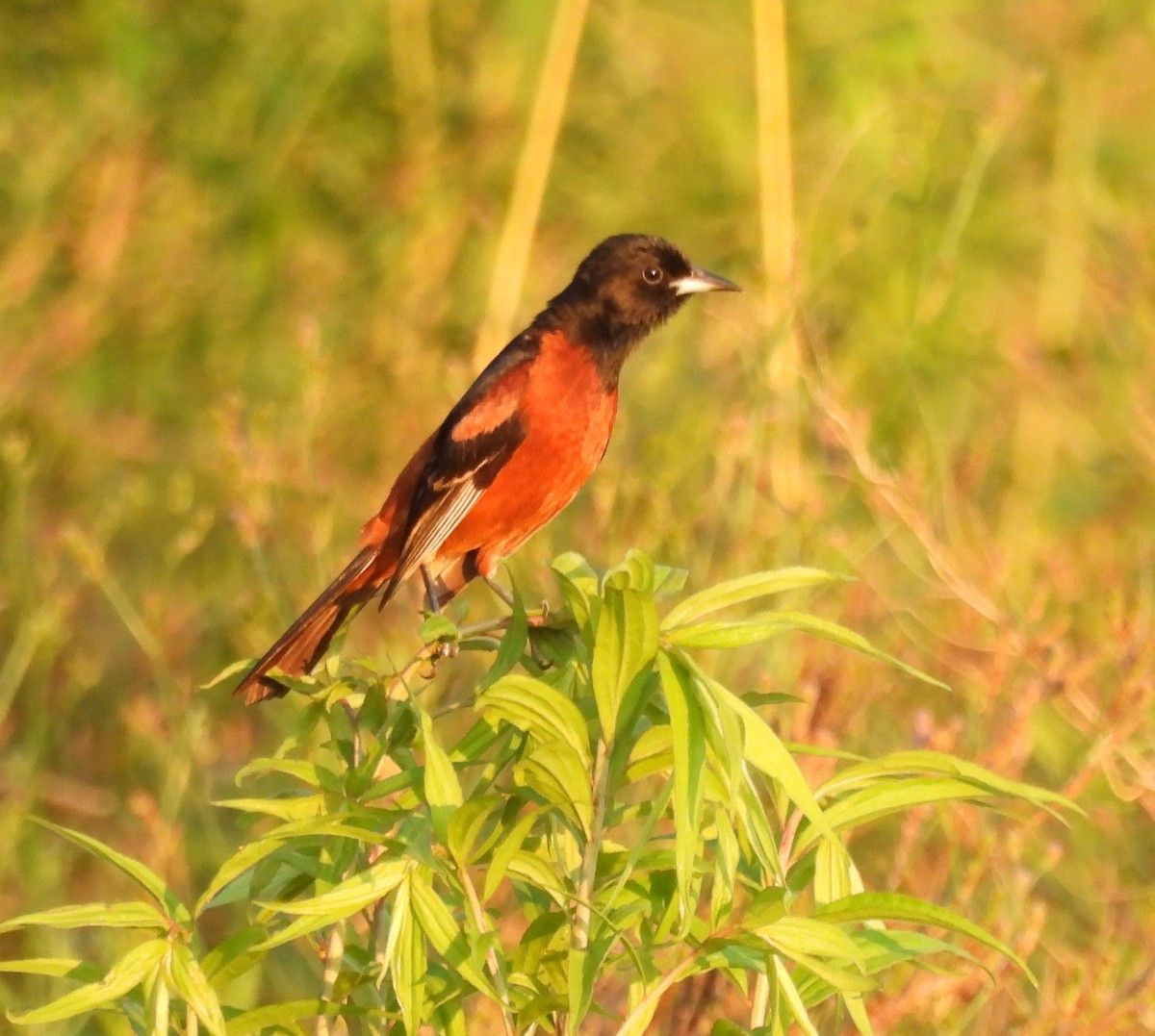 Orchard Oriole - ML620729867
