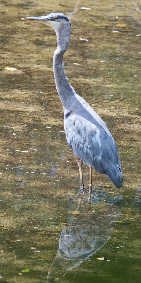 Garza Azulada (grupo herodias) - ML620729879