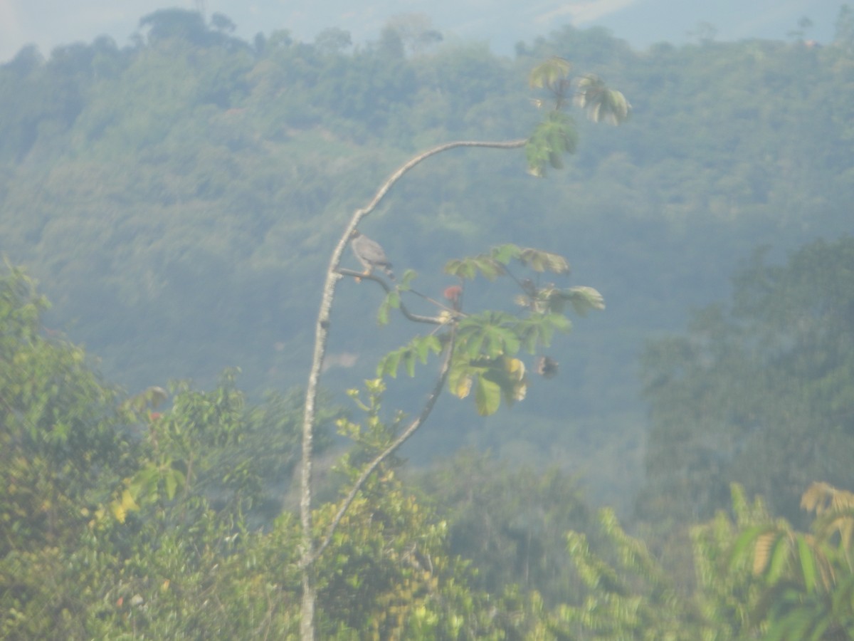 Roadside Hawk - ML620729882