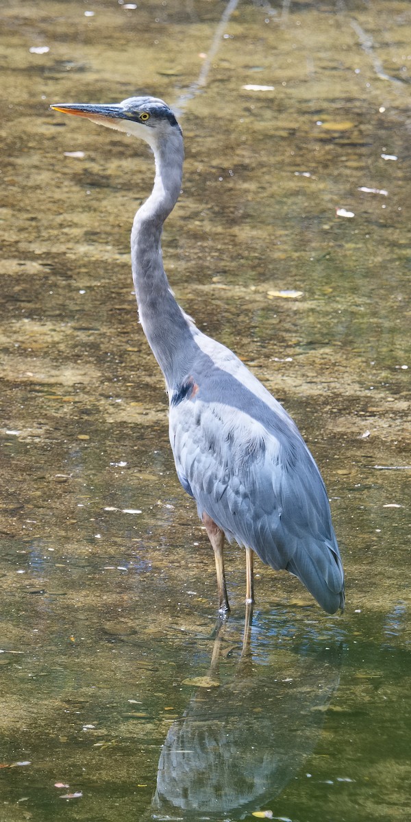 Great Blue Heron (Great Blue) - ML620729884