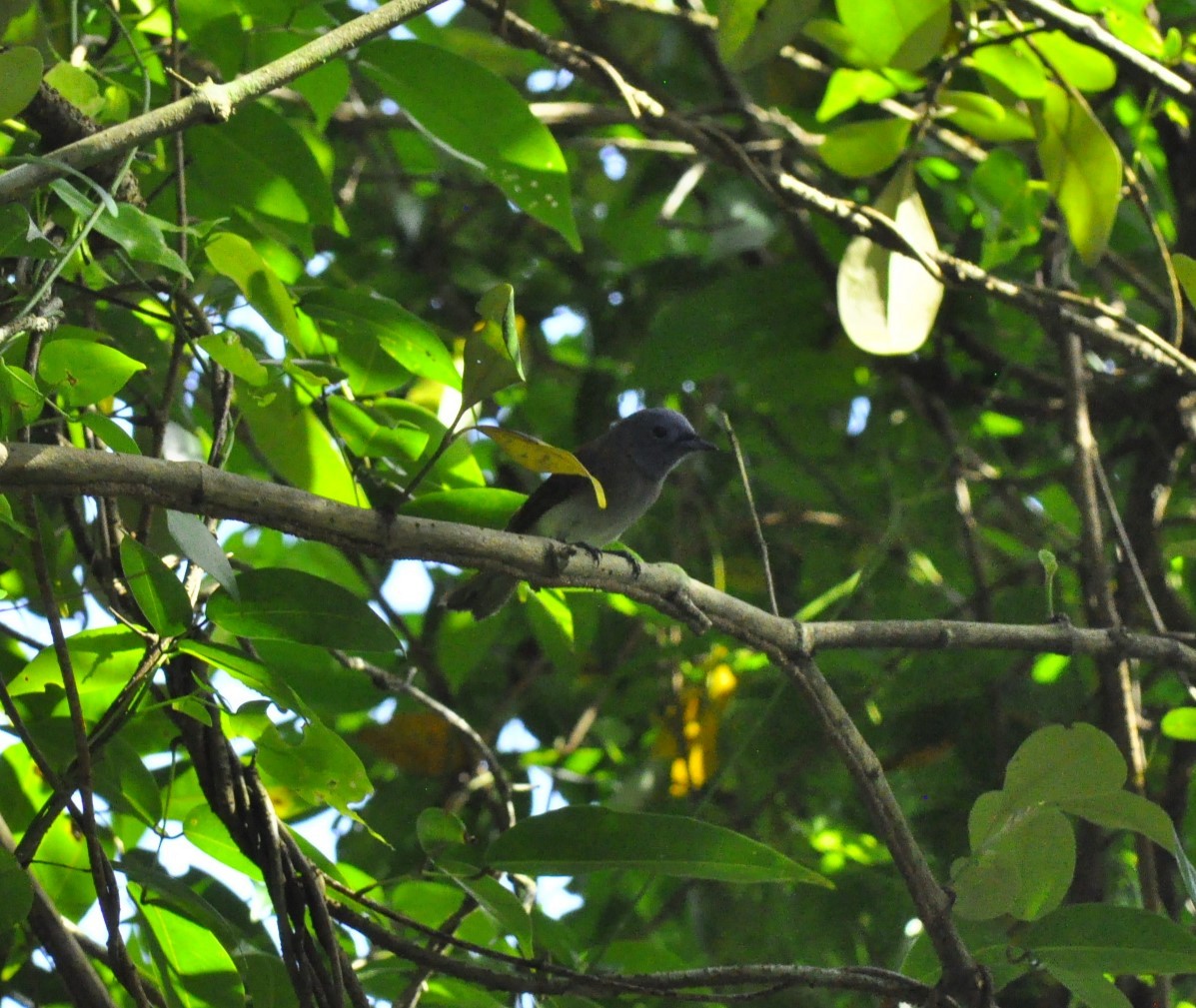 Black-naped Monarch - ML620729887