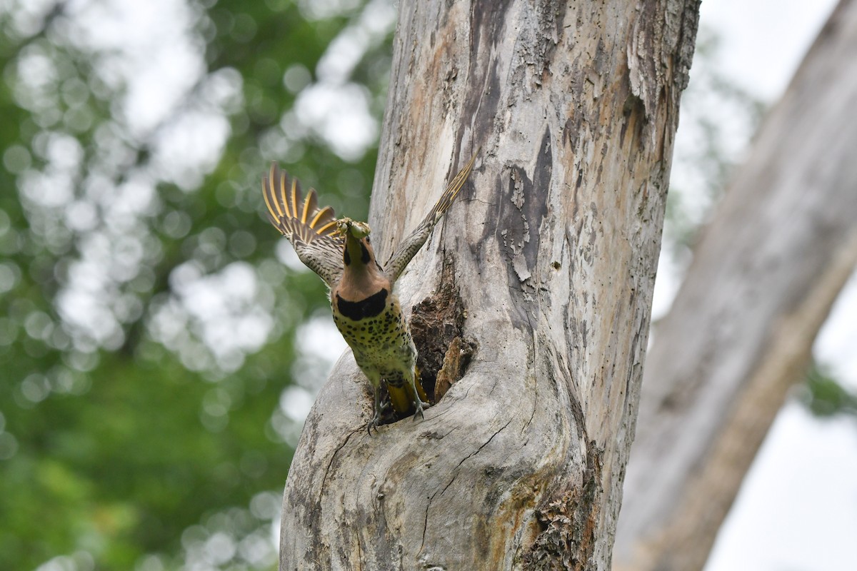 Northern Flicker - ML620729893