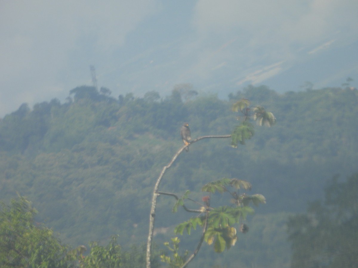 Roadside Hawk - ML620729894