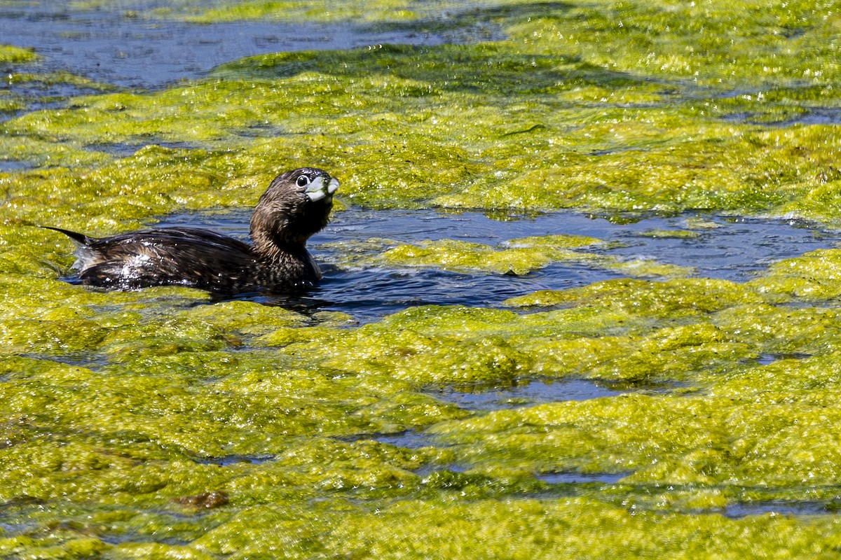 Pied-billed Grebe - ML620729906