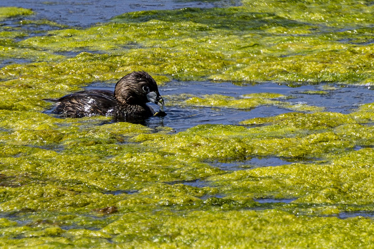 Pied-billed Grebe - ML620729909