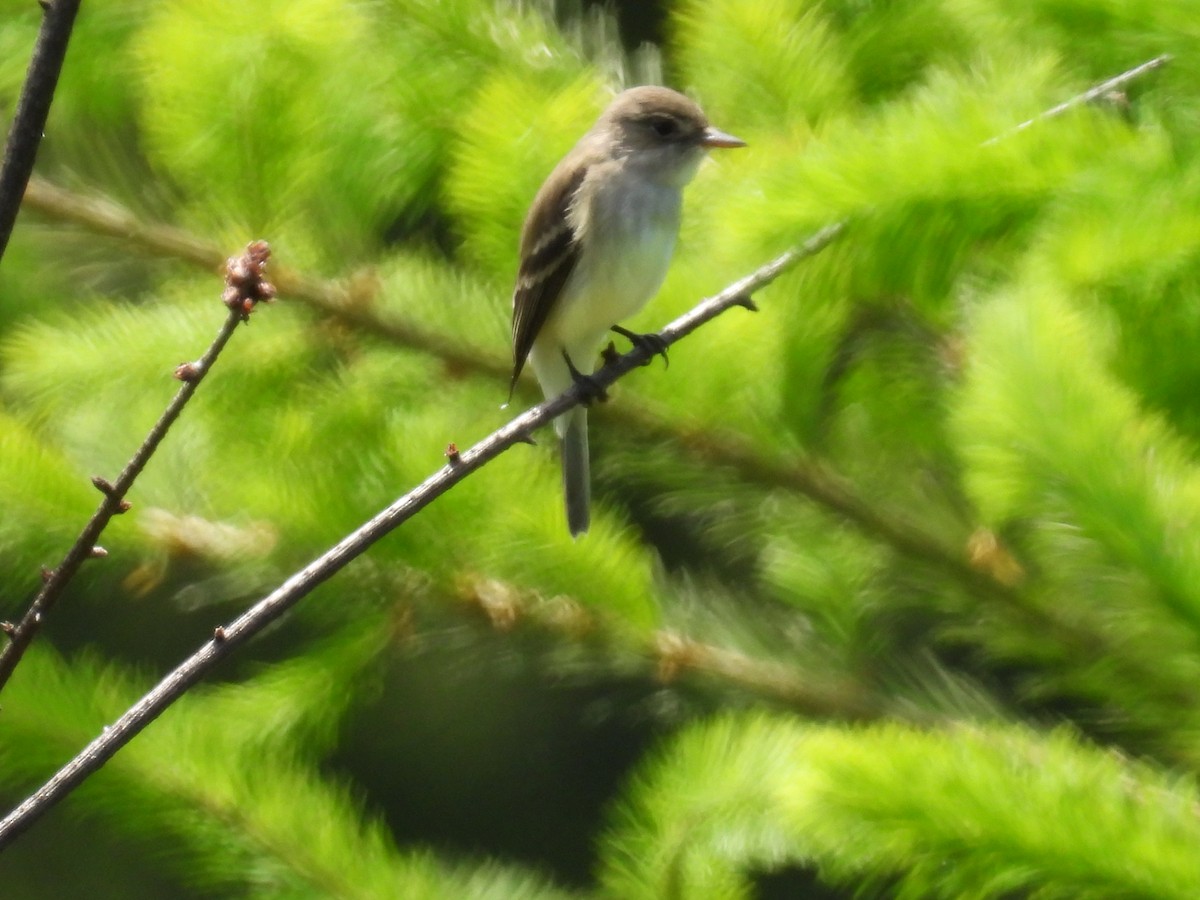 Willow Flycatcher - Tina Toth