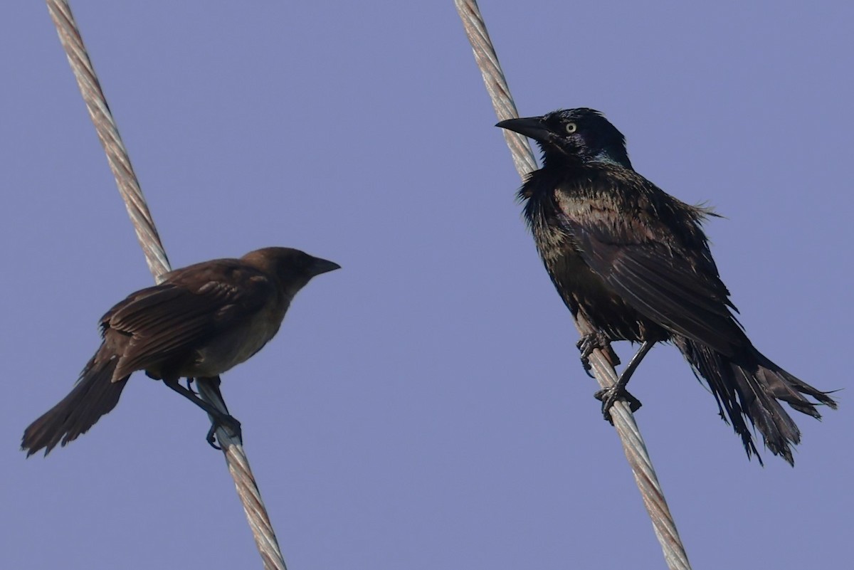 Common Grackle - ML620729939