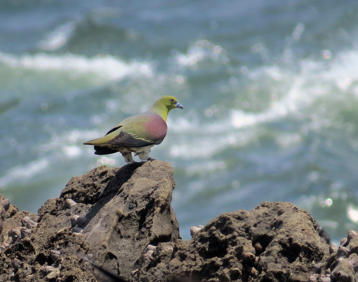 White-bellied Green-Pigeon - ML620729941