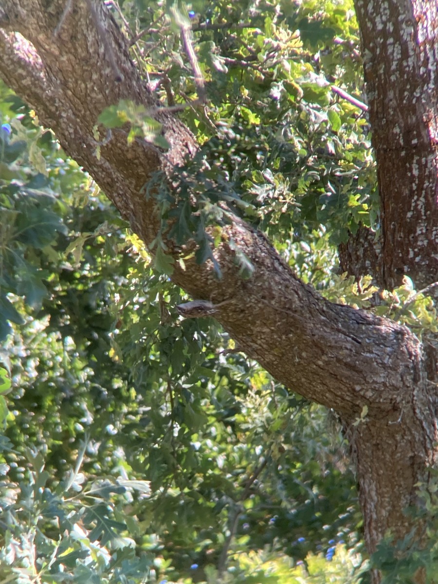 Brown Creeper - ML620729943