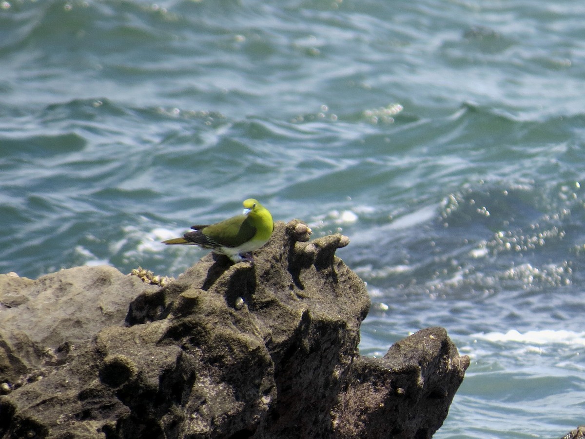 White-bellied Green-Pigeon - ML620729945