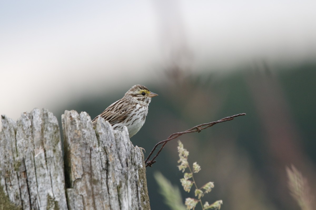 Savannah Sparrow - ML620729995