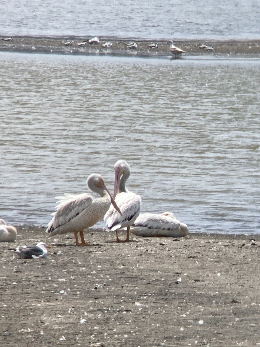 pelikán severoamerický - ML620729996