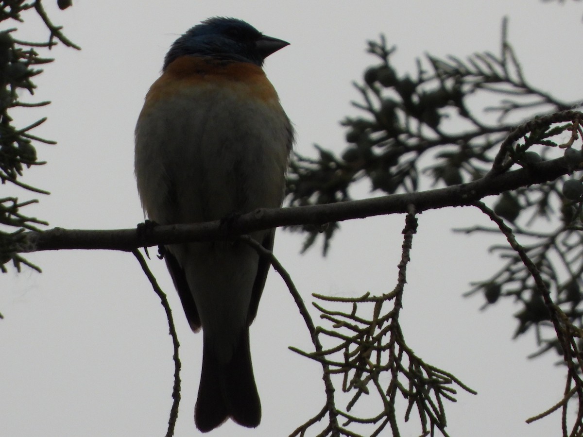 Passerin azuré - ML620729997