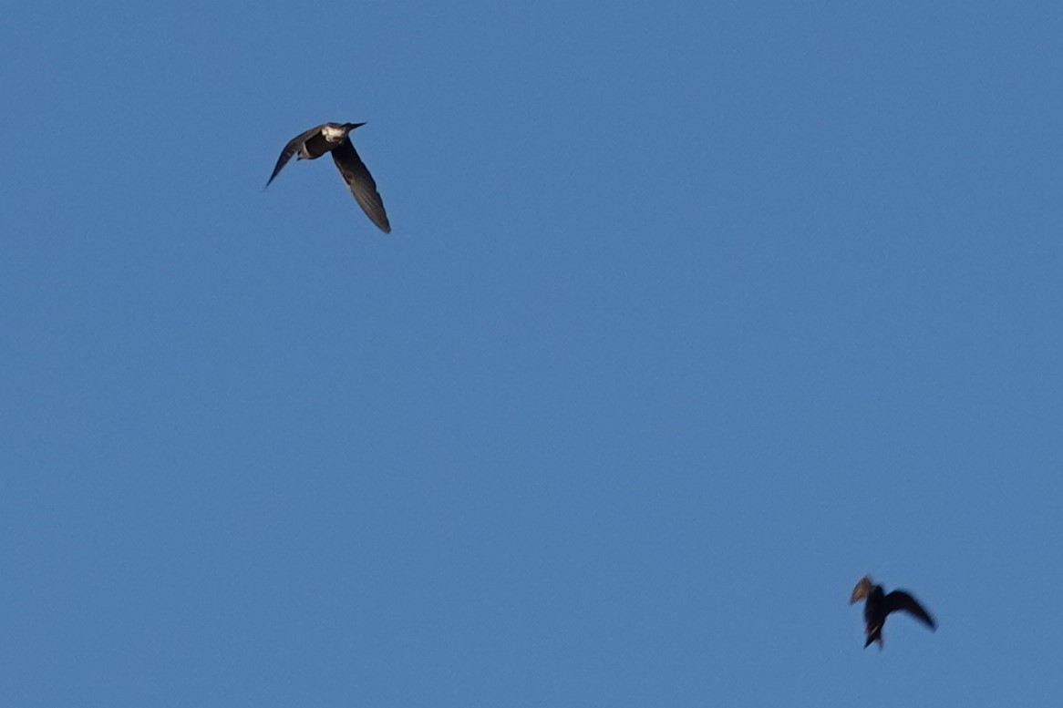 Purple Martin - ML620730005