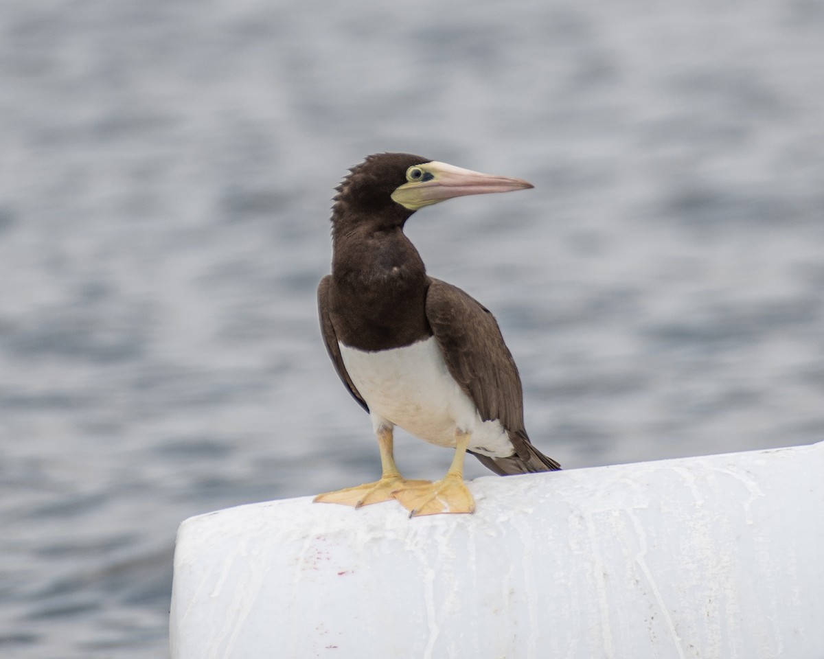 Brown Booby - ML620730008
