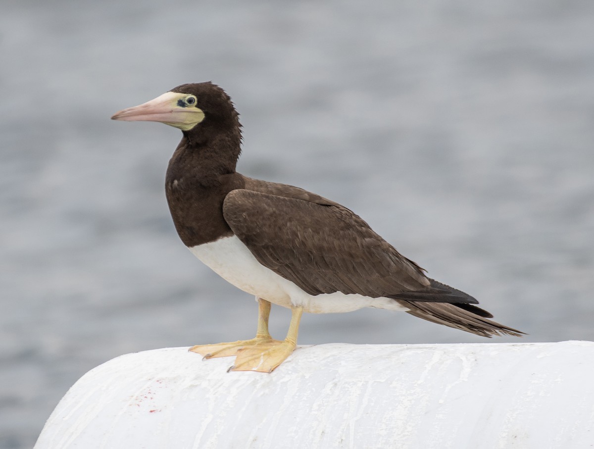 Brown Booby - ML620730010