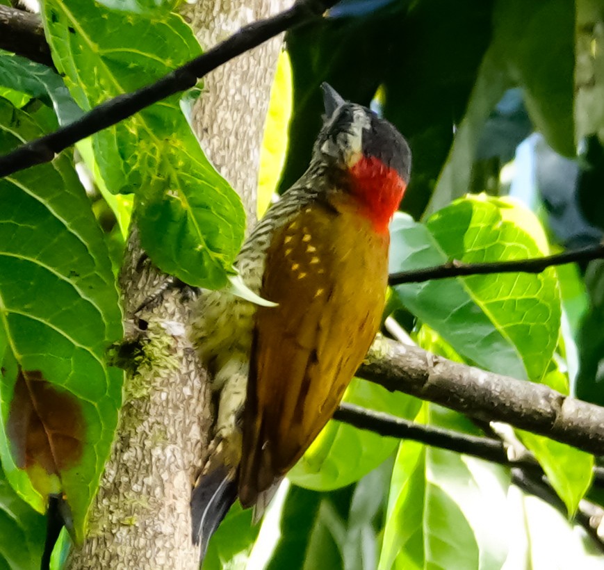 Yellow-vented Woodpecker - Vinicio Montenegro