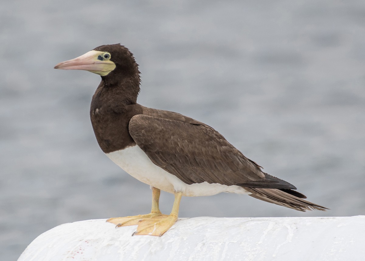 Brown Booby - ML620730012