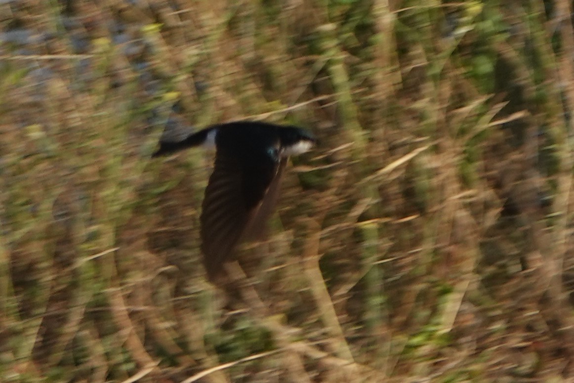 Tree Swallow - ML620730014