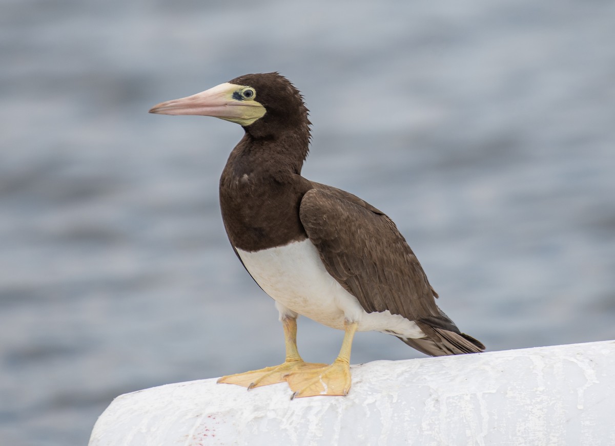 Brown Booby - ML620730016