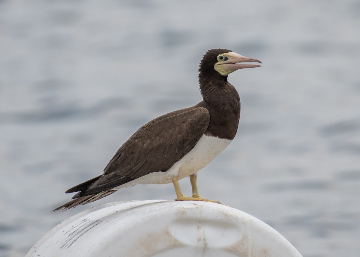 Brown Booby - ML620730020