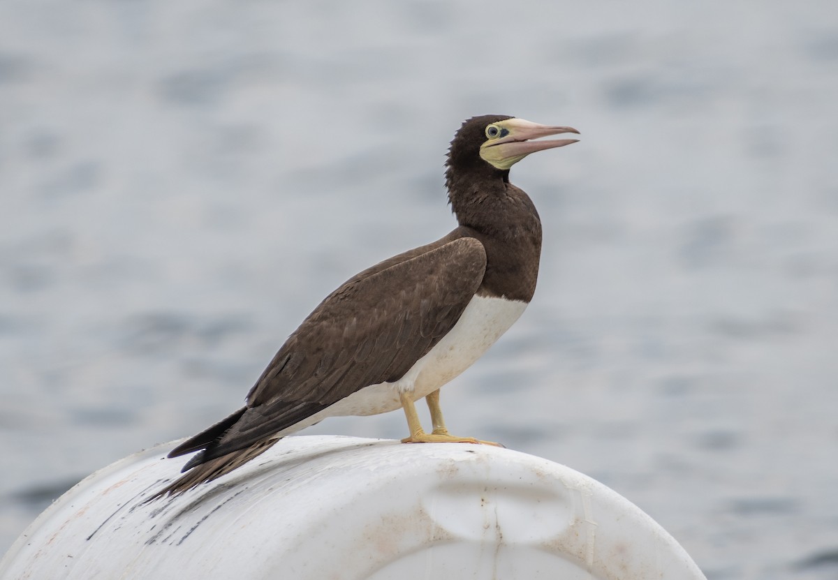 Brown Booby - ML620730025