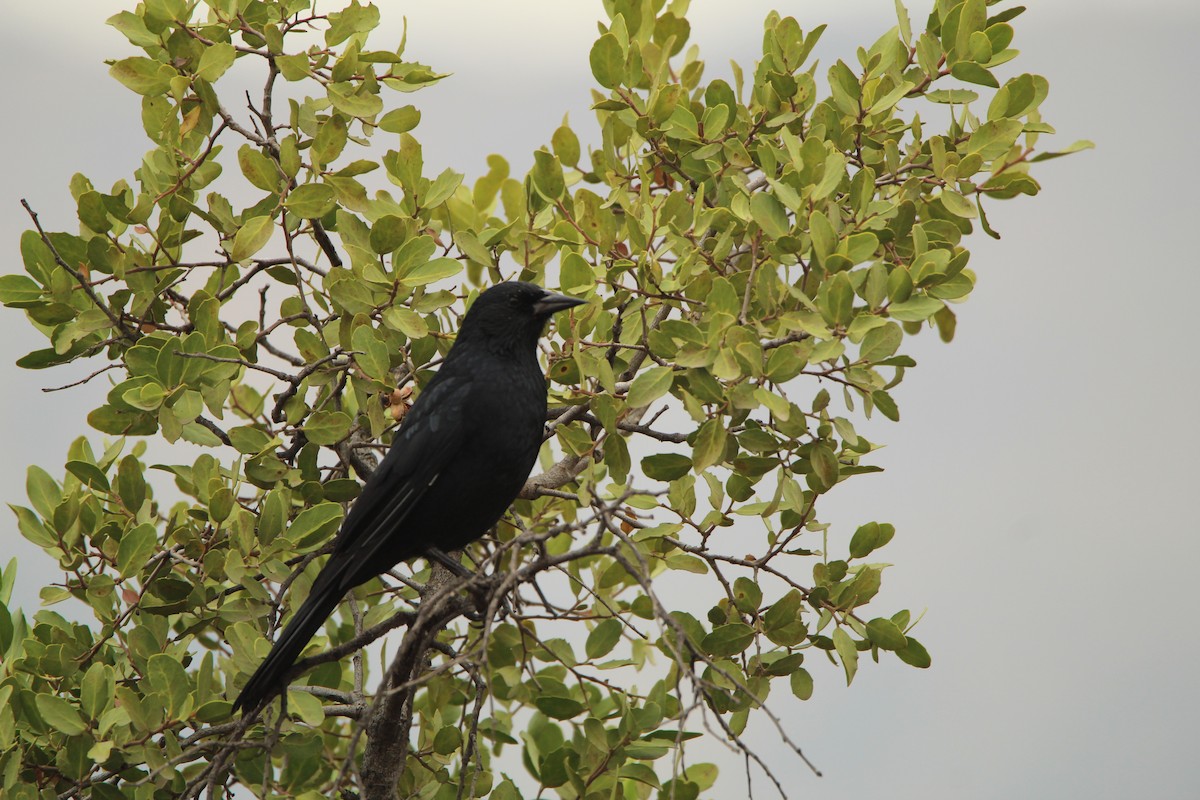Austral Blackbird - Juan Casanova