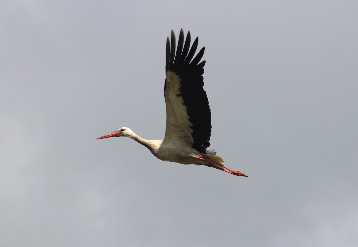 White Stork - ML620730051