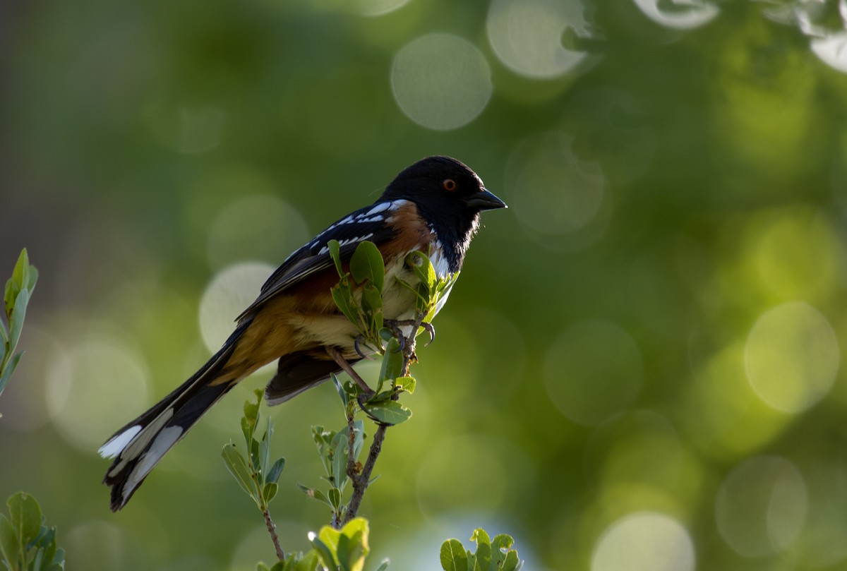 Spotted Towhee - ML620730060