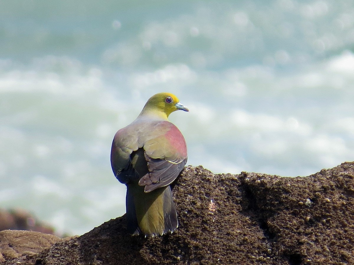 White-bellied Green-Pigeon - ML620730065
