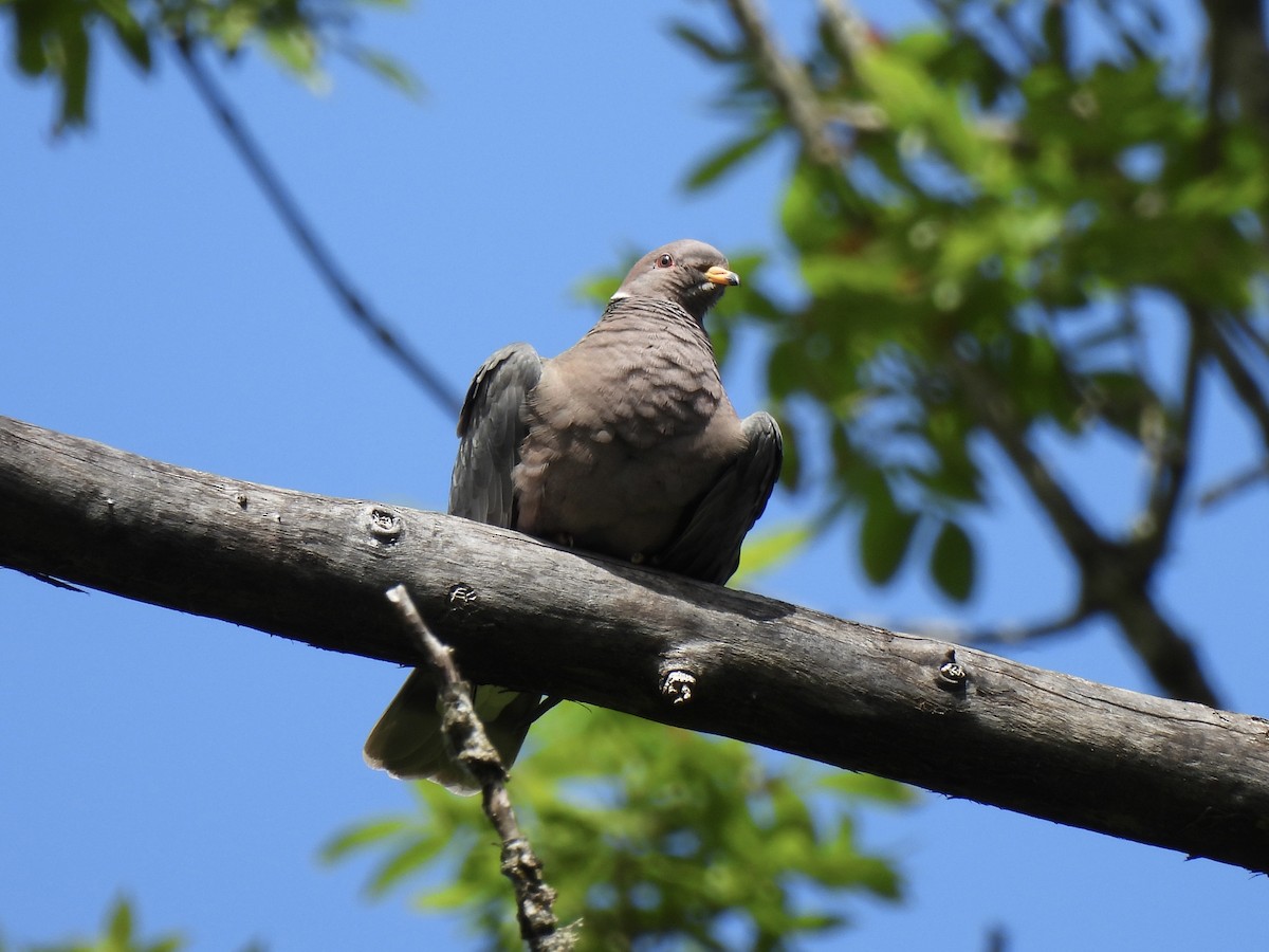 Band-tailed Pigeon - ML620730080