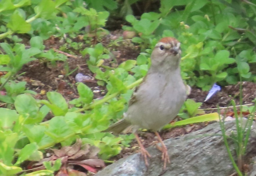 Chipping Sparrow - ML620730085