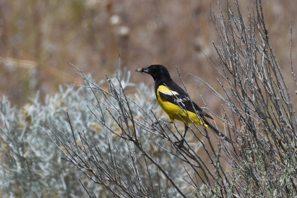 Scott's Oriole - ML620730088