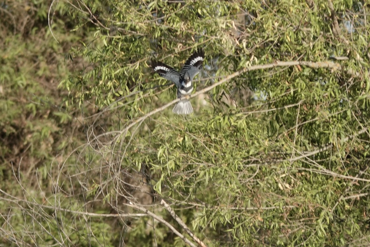Belted Kingfisher - ML620730096