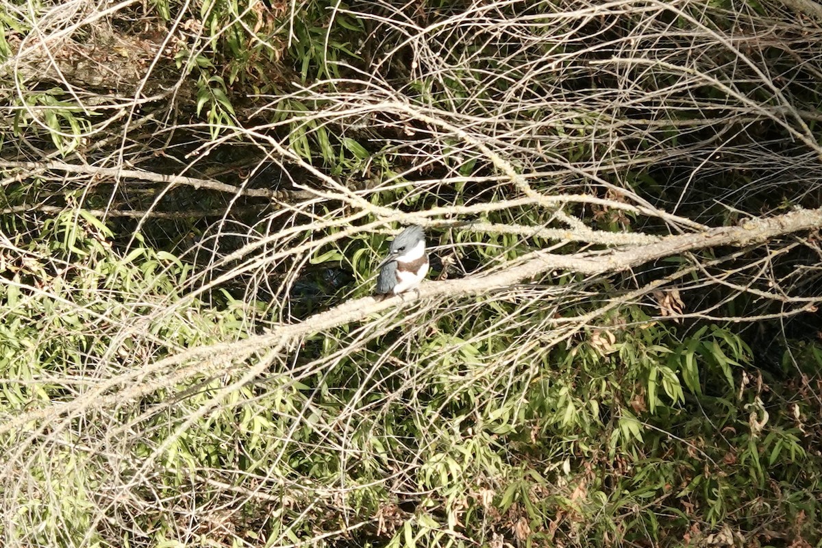 Belted Kingfisher - ML620730097