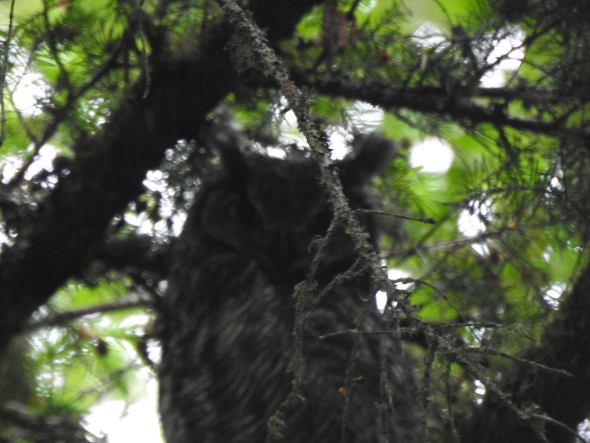 Great Horned Owl - ML620730118