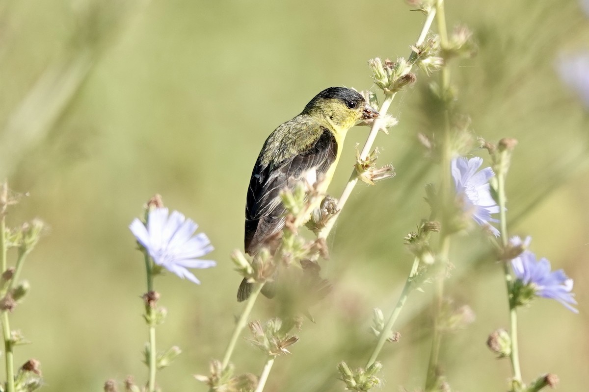 Lesser Goldfinch - ML620730123